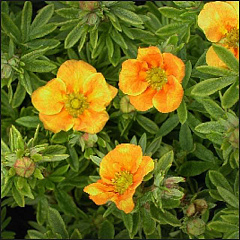 Лапчатка кустарниковая "Хоплес Оранж" (Hopleys Orange)