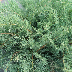 Можжевельник виргинский "Грей Оул" (Grey Owl)