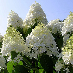 Гортензия метельчатая "Долли" (Dolly)